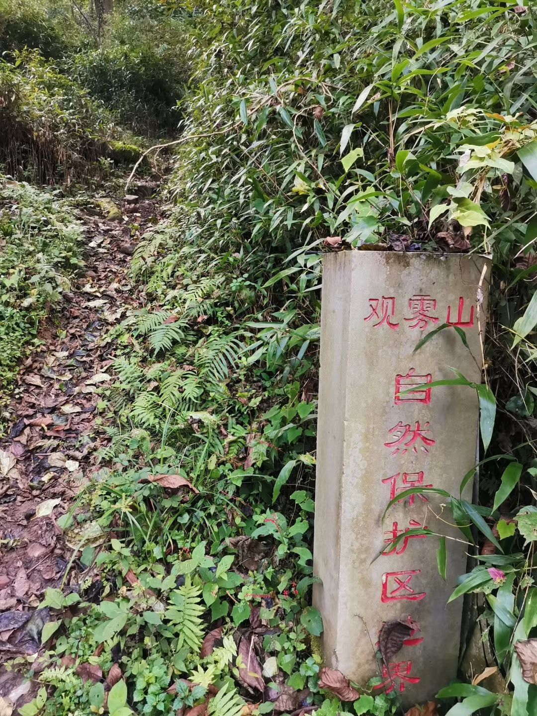 2021观雾山森林公园-旅游攻略-门票-地址-问答-游记点评,江油旅游旅游