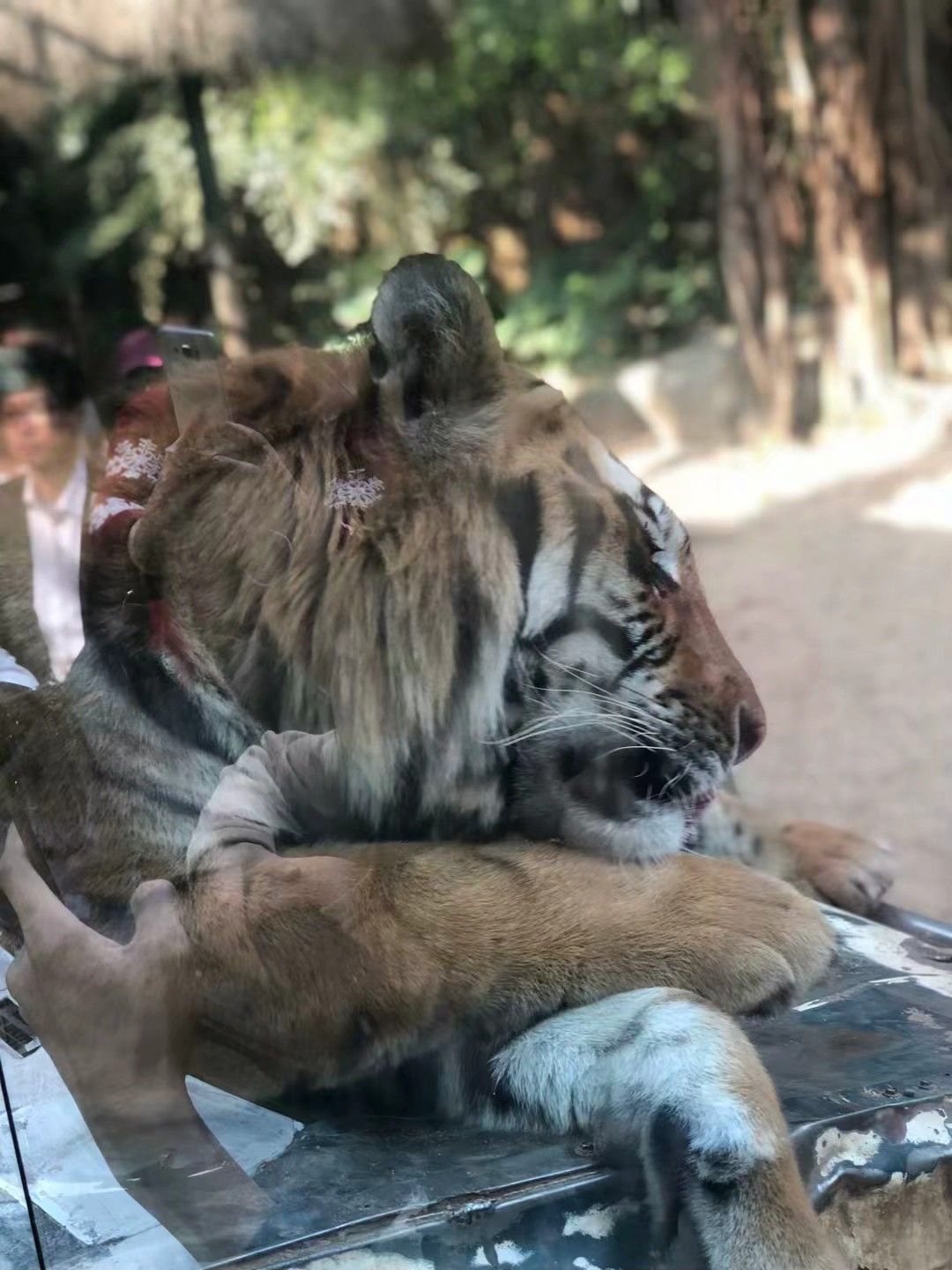 狂野地带这里可以说是都是猛禽了,和一般的动物园比起来这里的老虎