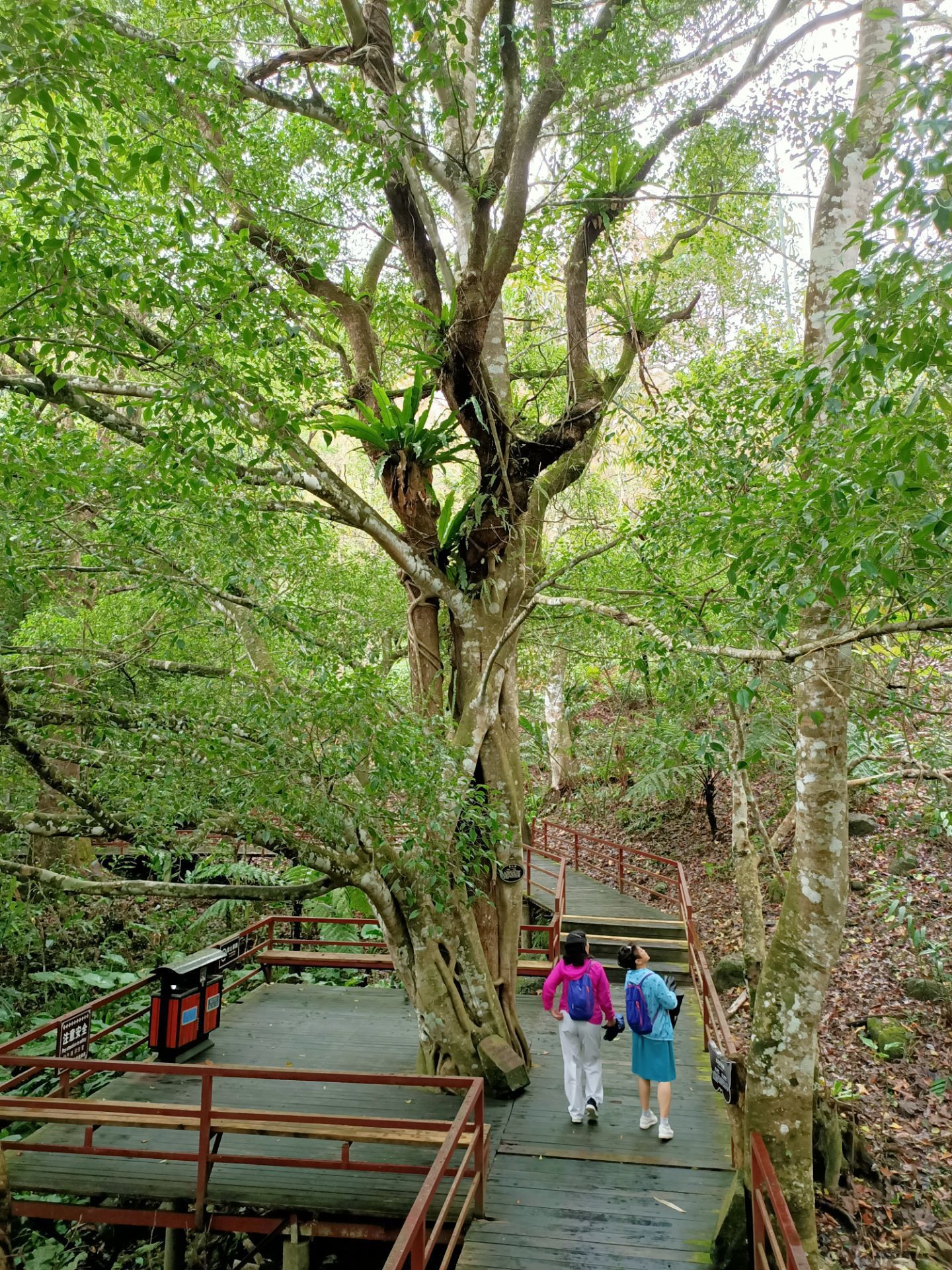 探访海南热带雨林国家公园（组图）_图片_中国小康网