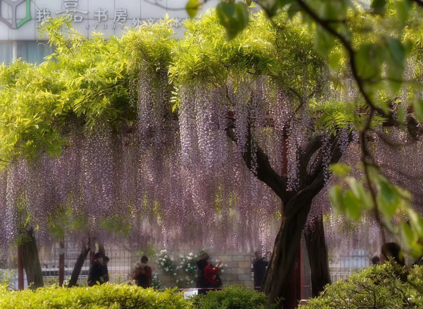 2021紫藤园-旅游攻略-门票-地址-问答-游记点评，上海旅游旅游景点推荐-去哪儿攻略