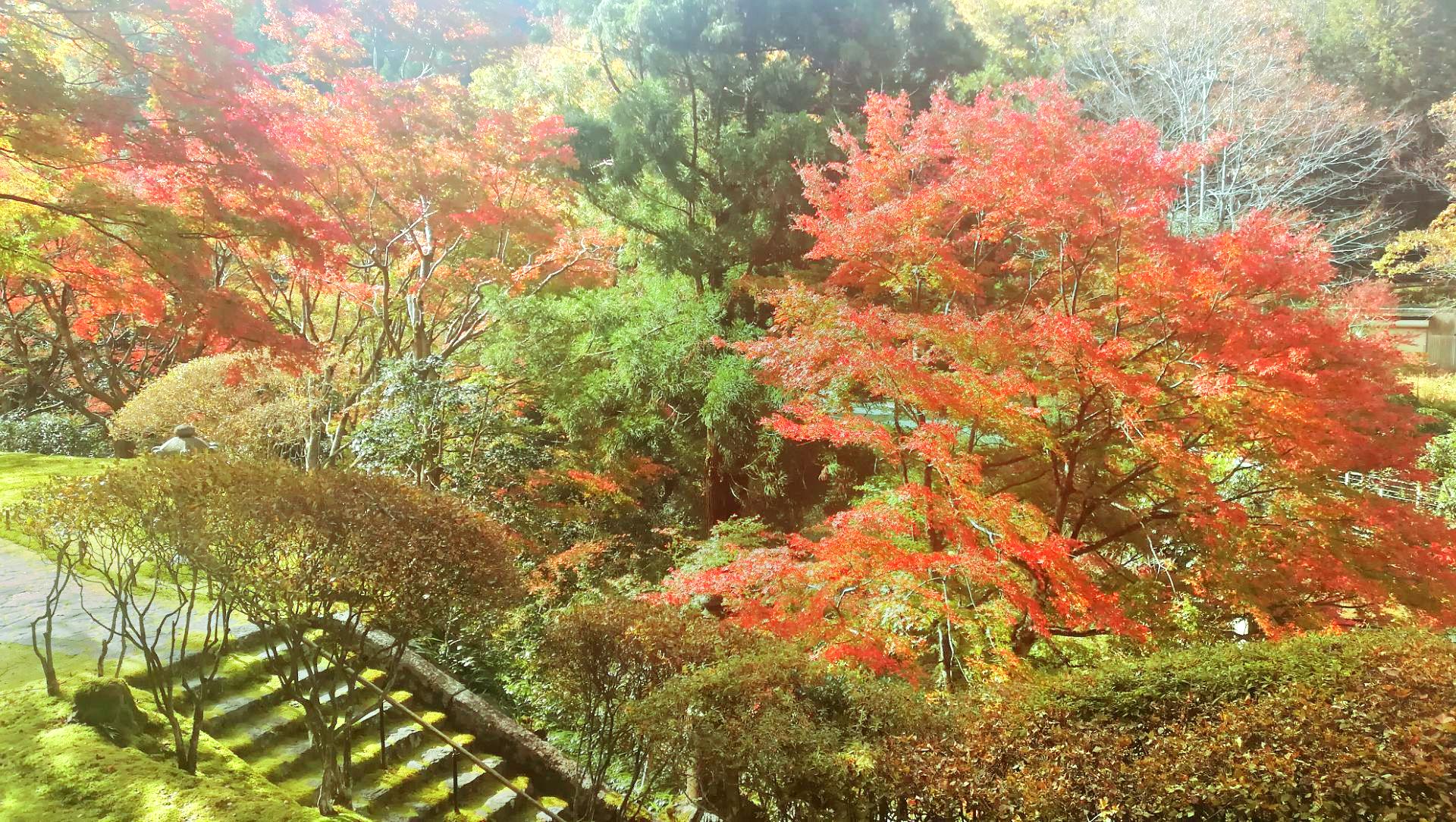 睿山電車紅葉隧道