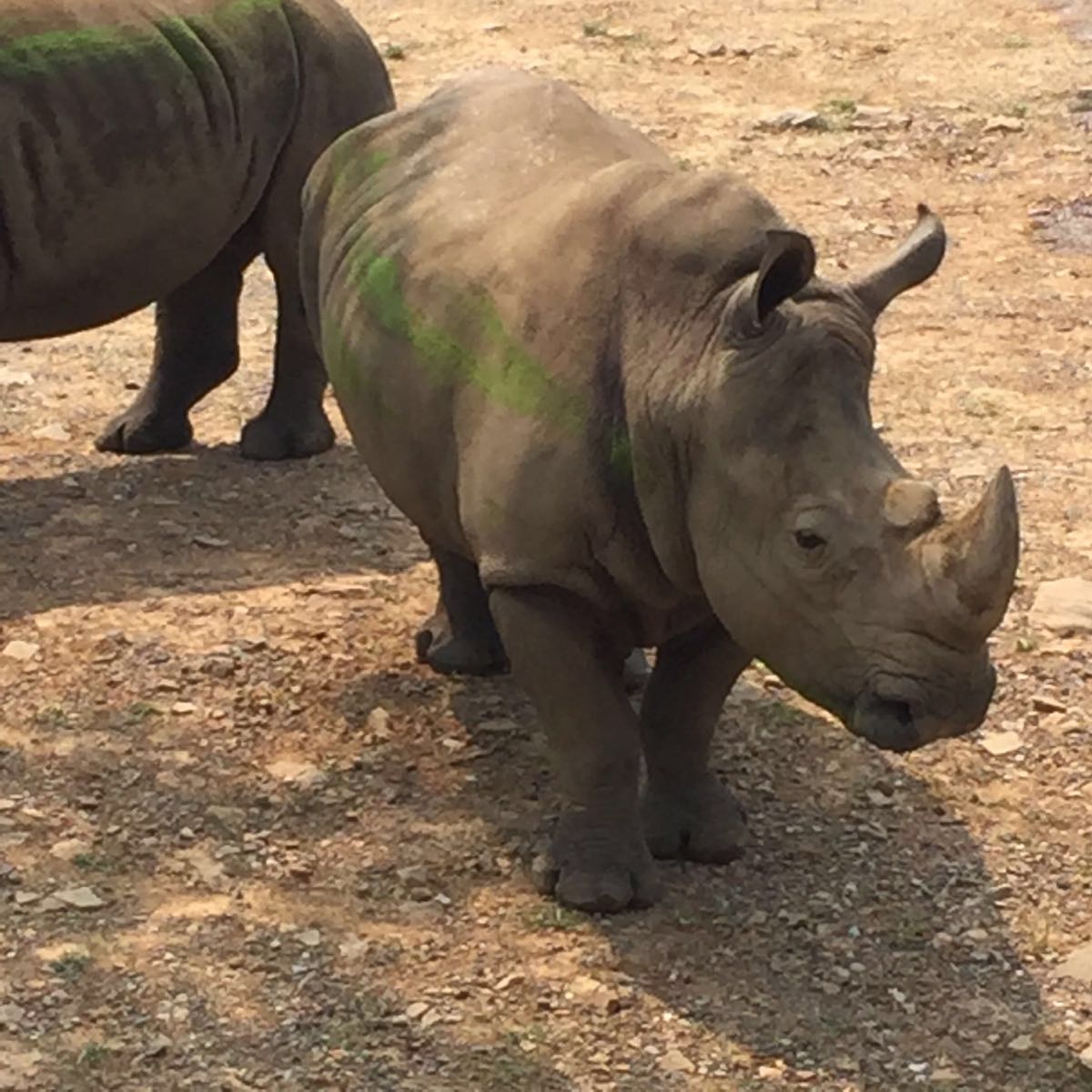 無錫動物園無錫動物園攻略