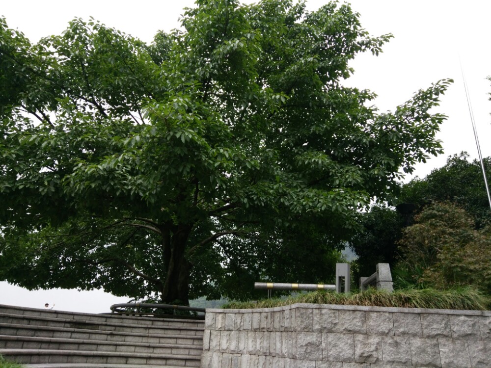 南山一棵树观景台