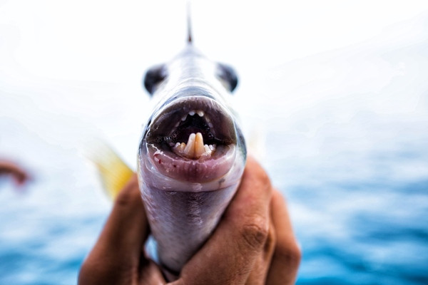 你在冬天冻成狗,我在帕劳变人鱼
