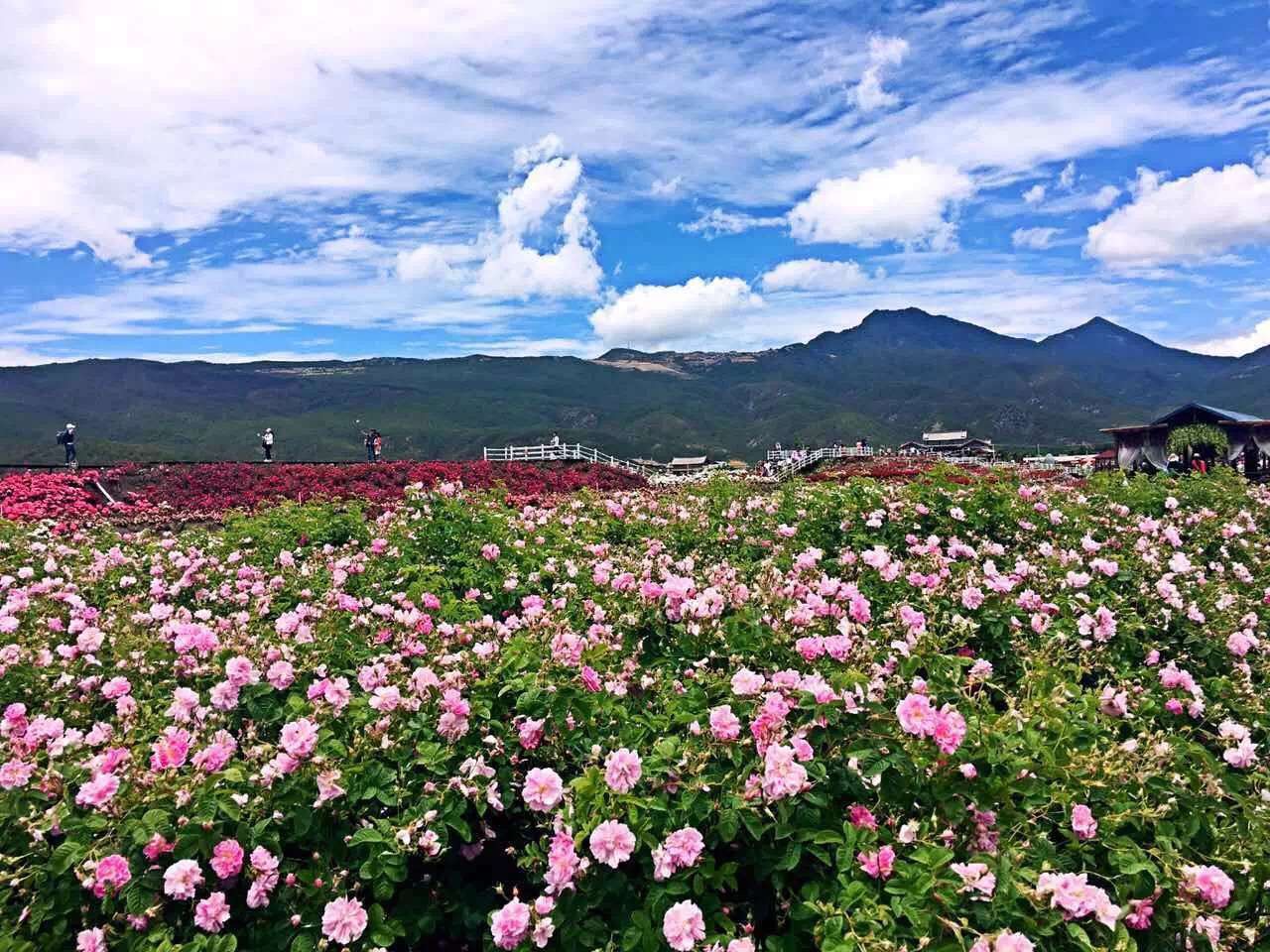 许昌网-恰逢“五一”小长假，相约金雨玫瑰庄园一起赏花游玩吧！