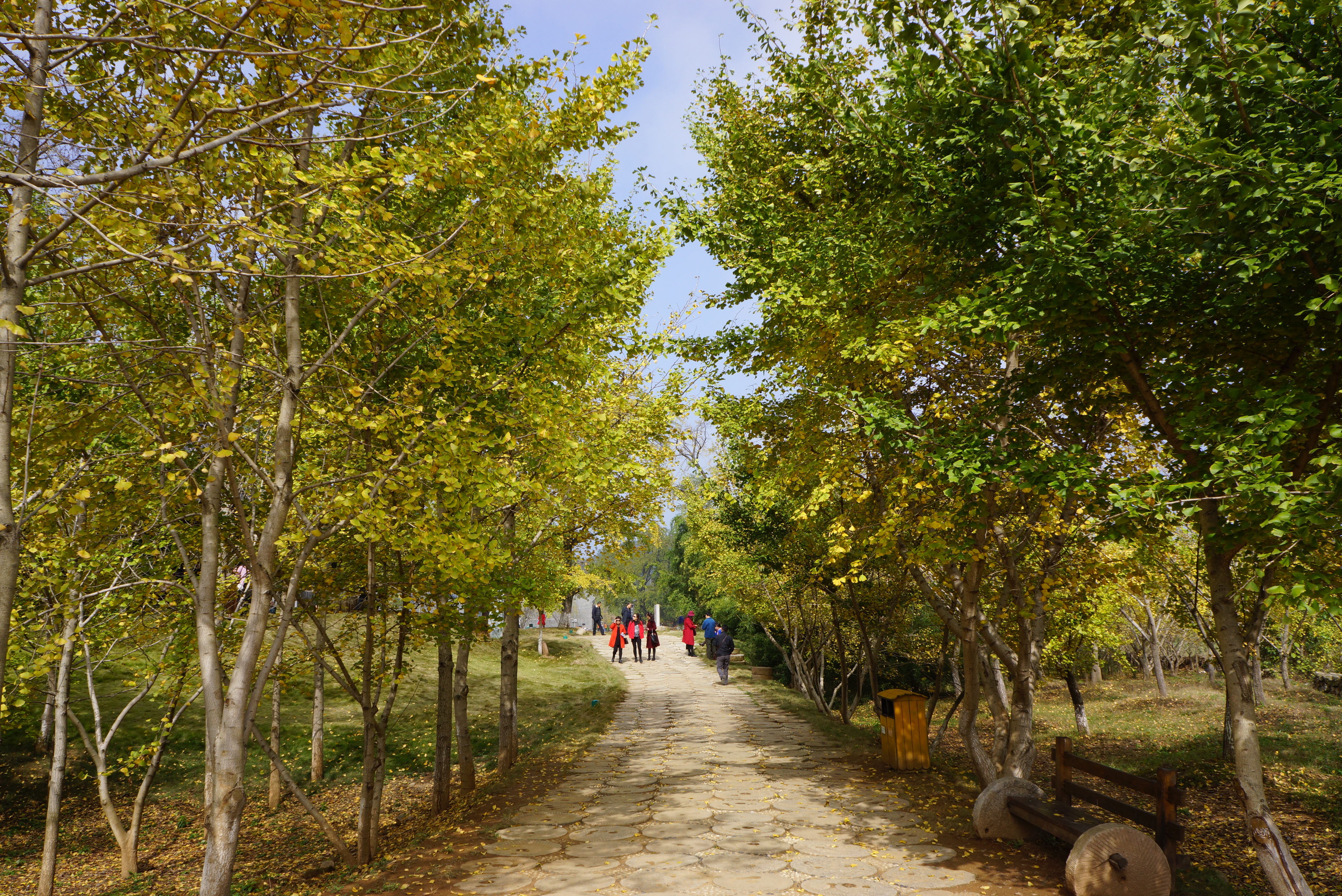 中国千年银杏谷