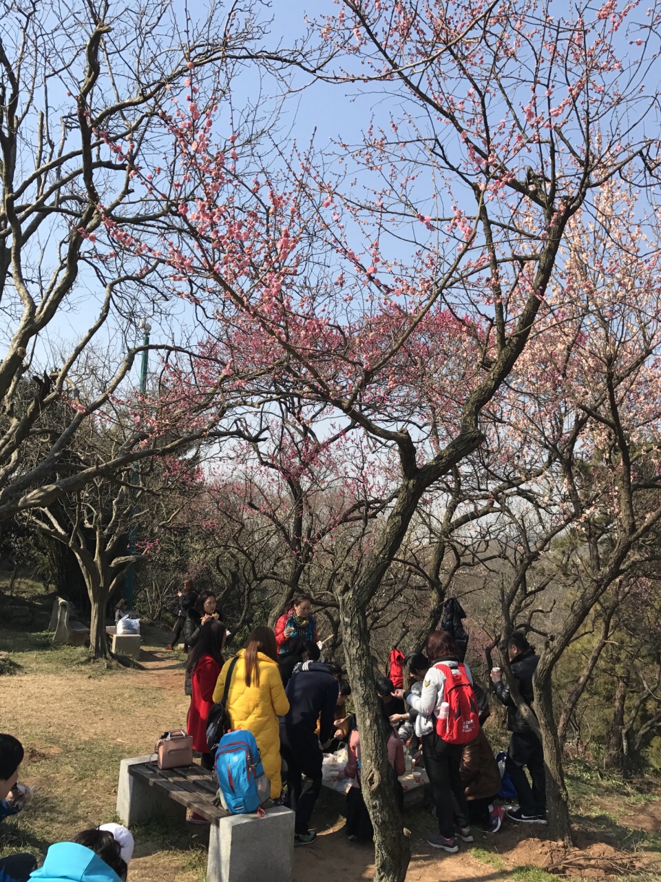 2019梅花山_旅游攻略_门票_地址_游记点评,南京旅游景点推荐 去哪儿