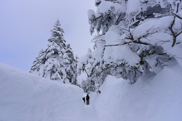 梦境解析，昨晚梦见下雪，在雪地上行走与奔跑的深层含义