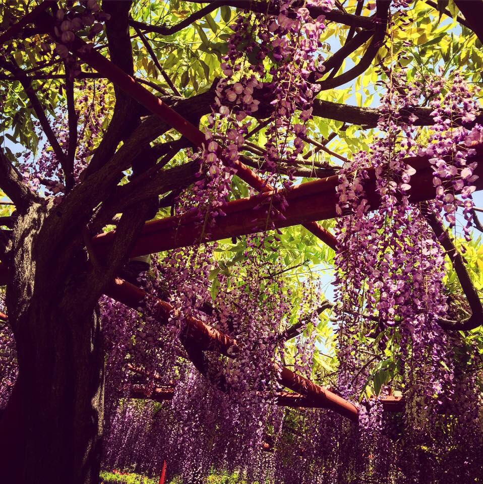 招远紫藤花园图片