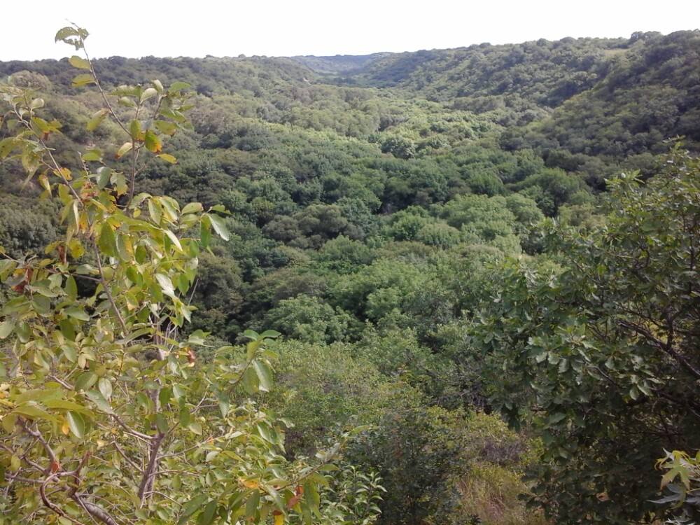 大青溝國家級自然保護區是一處保存完好的古代殘遺森林植物群落,總