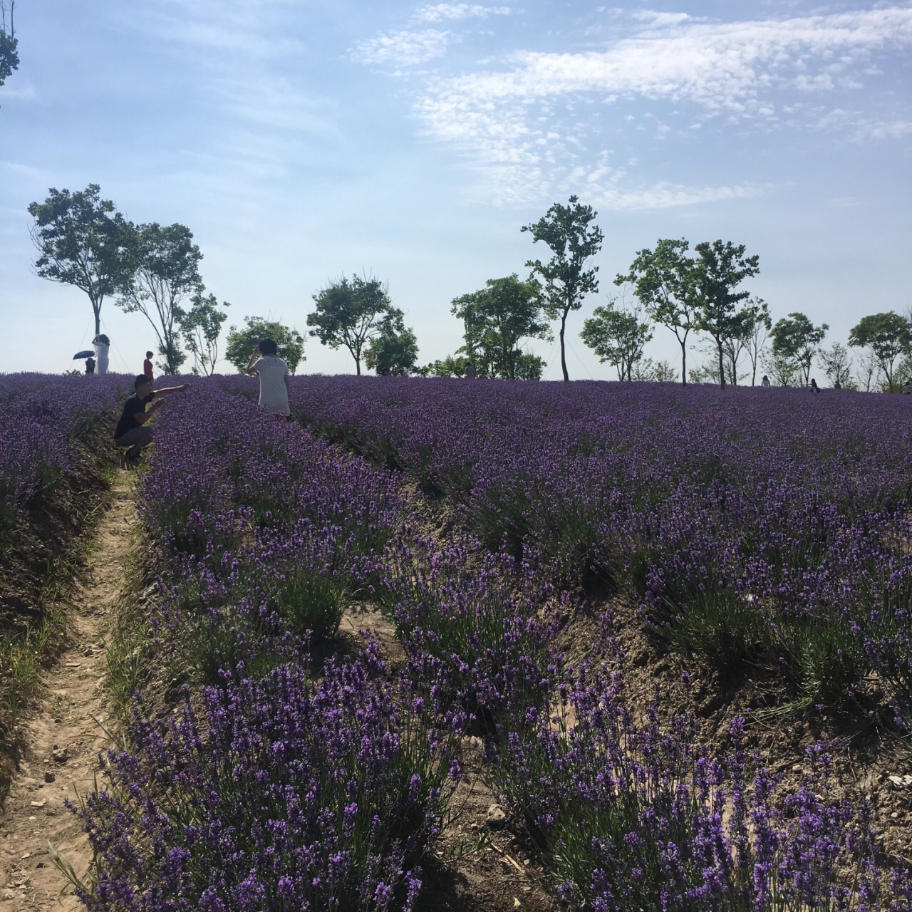 上海薰衣草公园