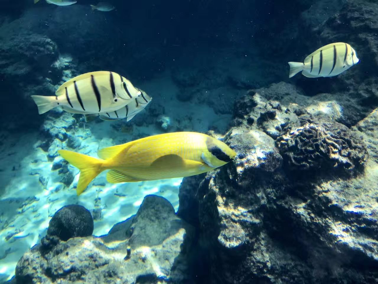 沖繩美麗海水族館