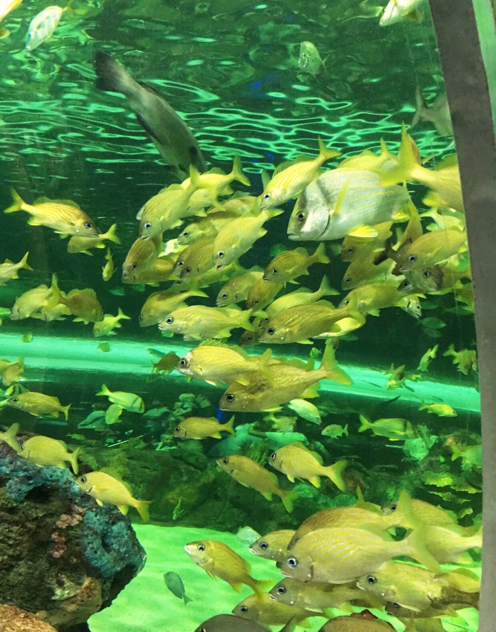 瑞普利水族馆