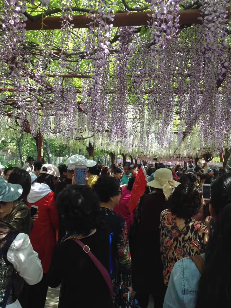 2019紫藤園_旅遊攻略_門票_地址_遊記點評,上海旅遊景點推薦 - 去哪兒