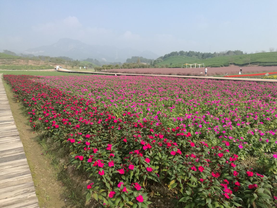 武义花田小镇攻略,武义花田小镇门票/游玩攻略/地址/图片/门票价格