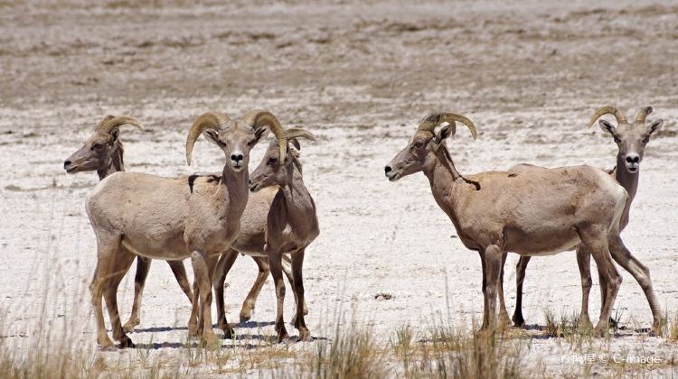 拉斯维加斯莫哈韦沙漠攻略 莫哈韦沙漠门票价格多少钱 团购票价预定优惠 景点地址图片 携程攻略