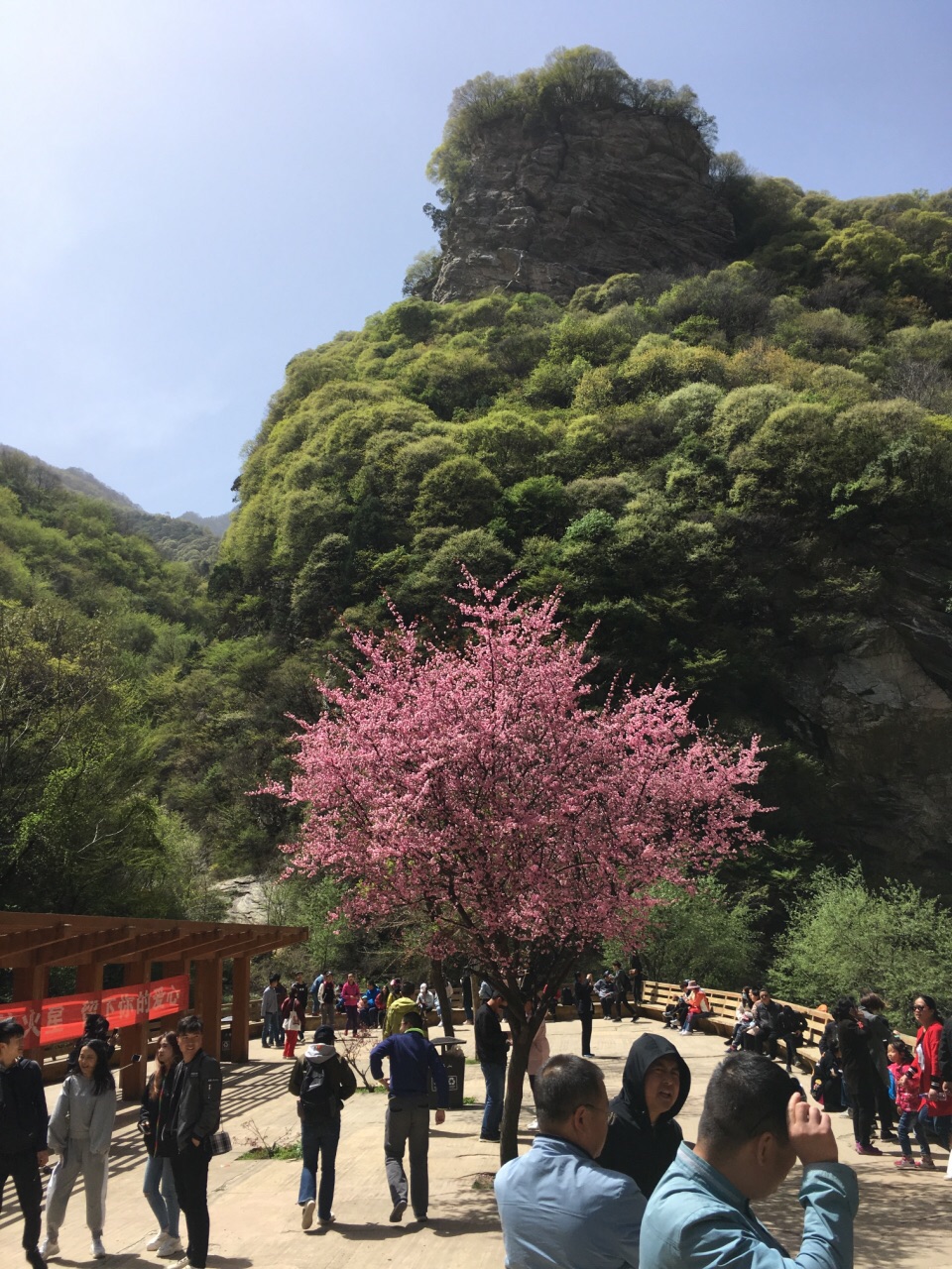 不給走,觀光車強制售賣雙程票,這一點是明目張膽地違反《旅遊法》的吧