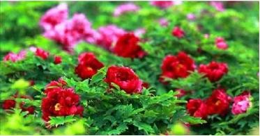 3-Day Suizhou Tour: Explore Yandi Shennong’s Hometown, Pipahu Scenic Area