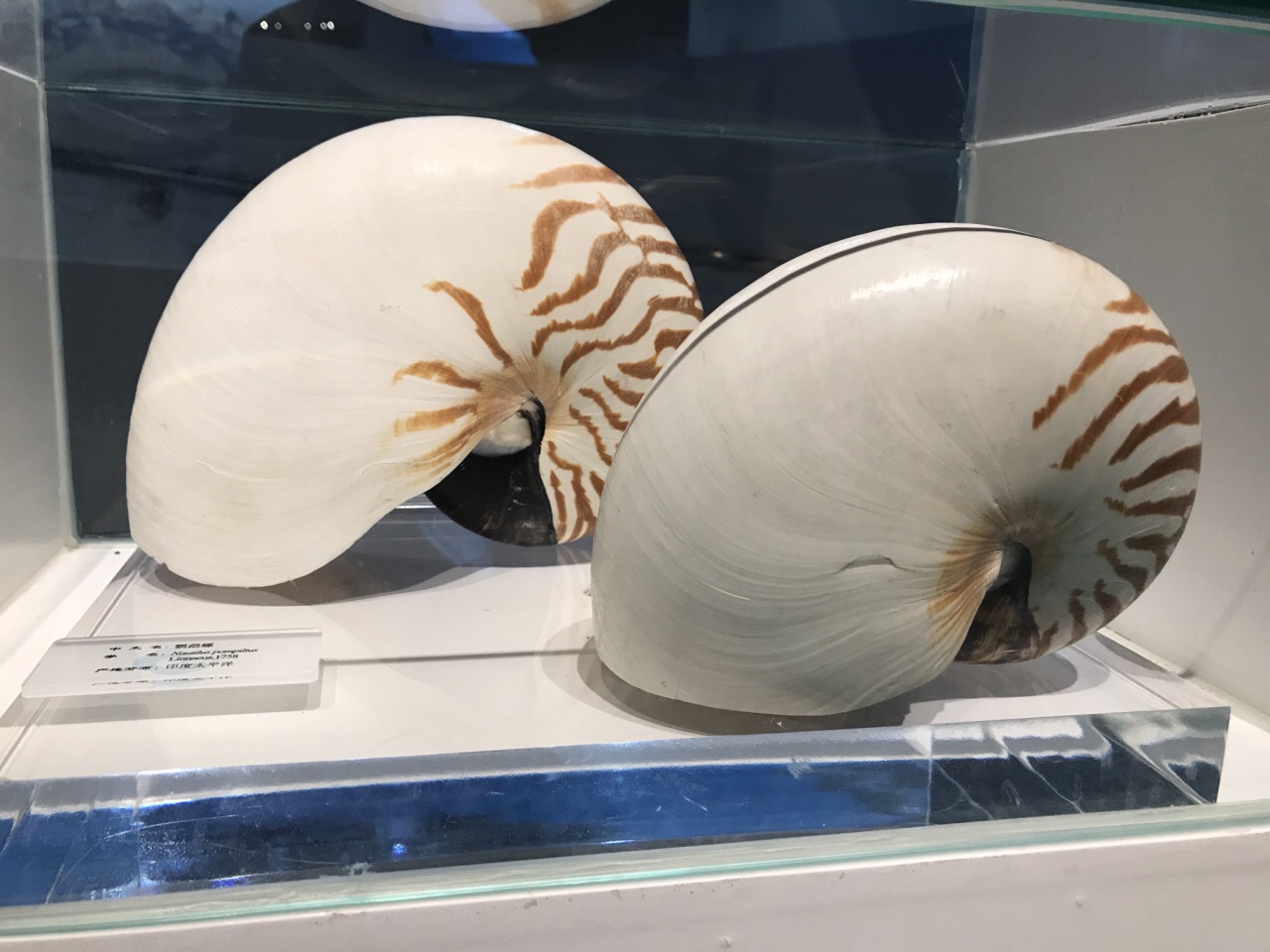 大连贝壳博物馆