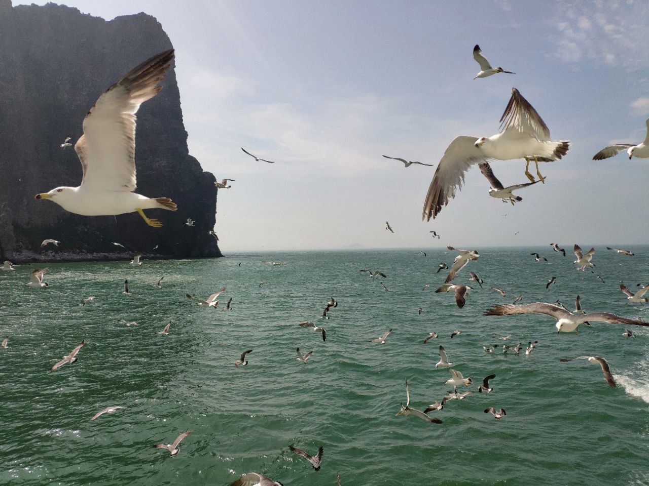 青岛城阳：红海滩再现“鹭鸟天堂”_图片报道_青岛大众网