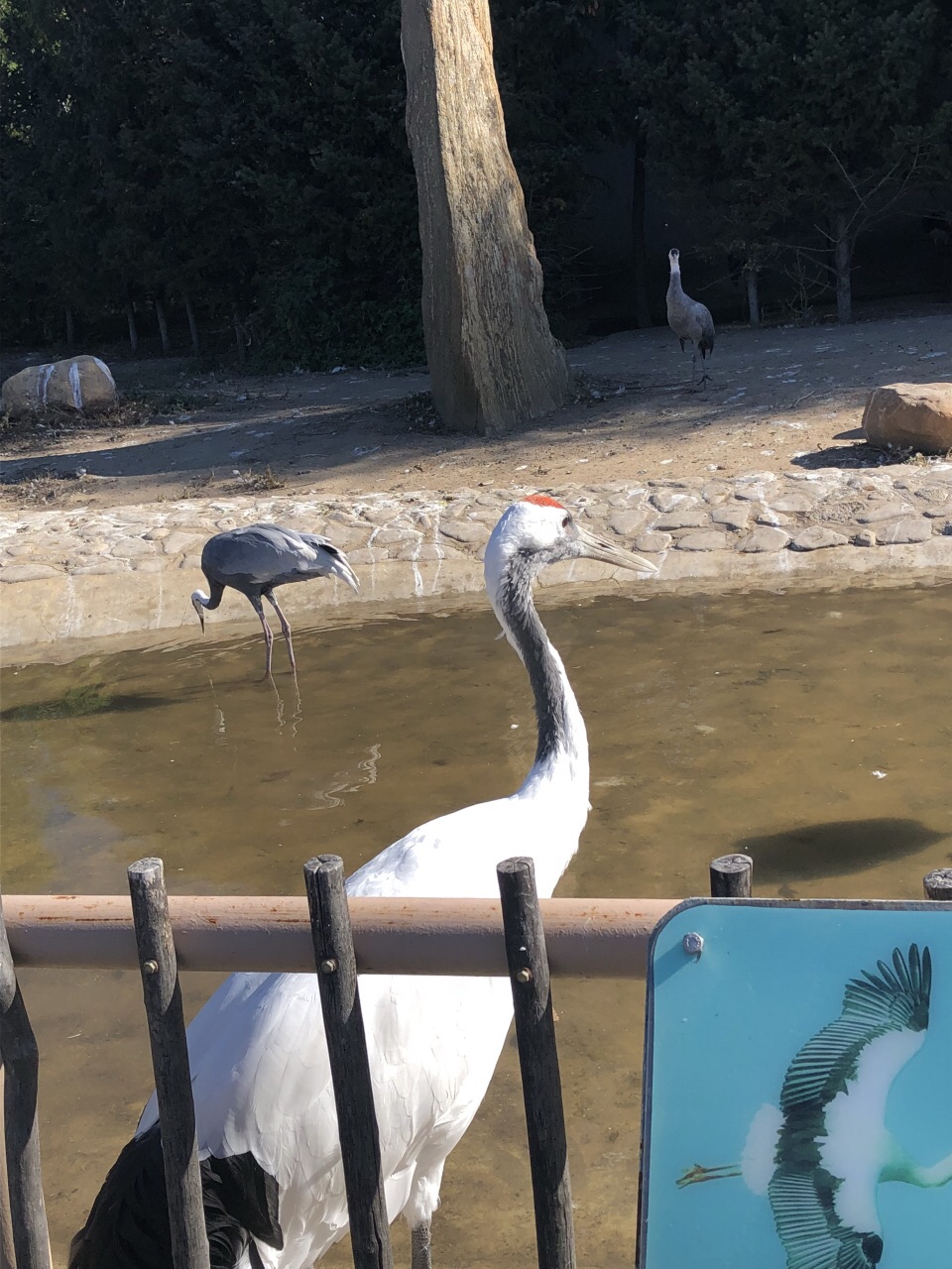 齊齊哈爾龍沙動植物園好玩嗎,齊齊哈爾龍沙動植物園景點怎麼樣_點評