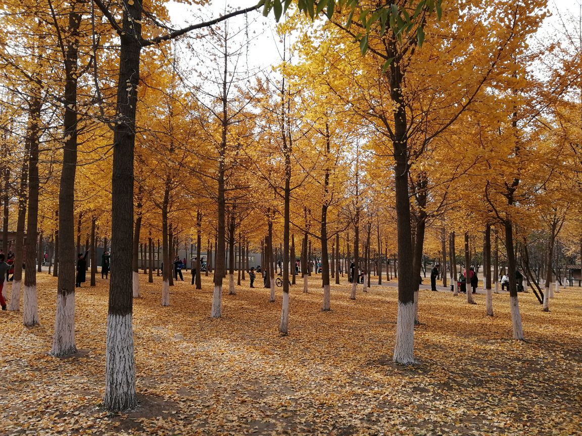 北京天元公园图片