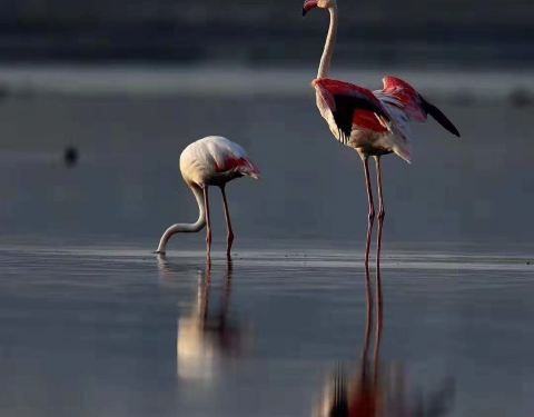 自由飞翔的鹰 10050y000000mcjqeCC1C_C_480_375.jpg