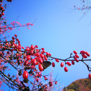 佛坪游记图文-城市看花或要预约，不如秦岭腹地赏茱萸，既为春色还能食用