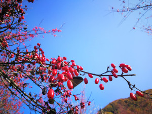佛坪游记图文-城市看花或要预约，不如秦岭腹地赏茱萸，既为春色还能食用