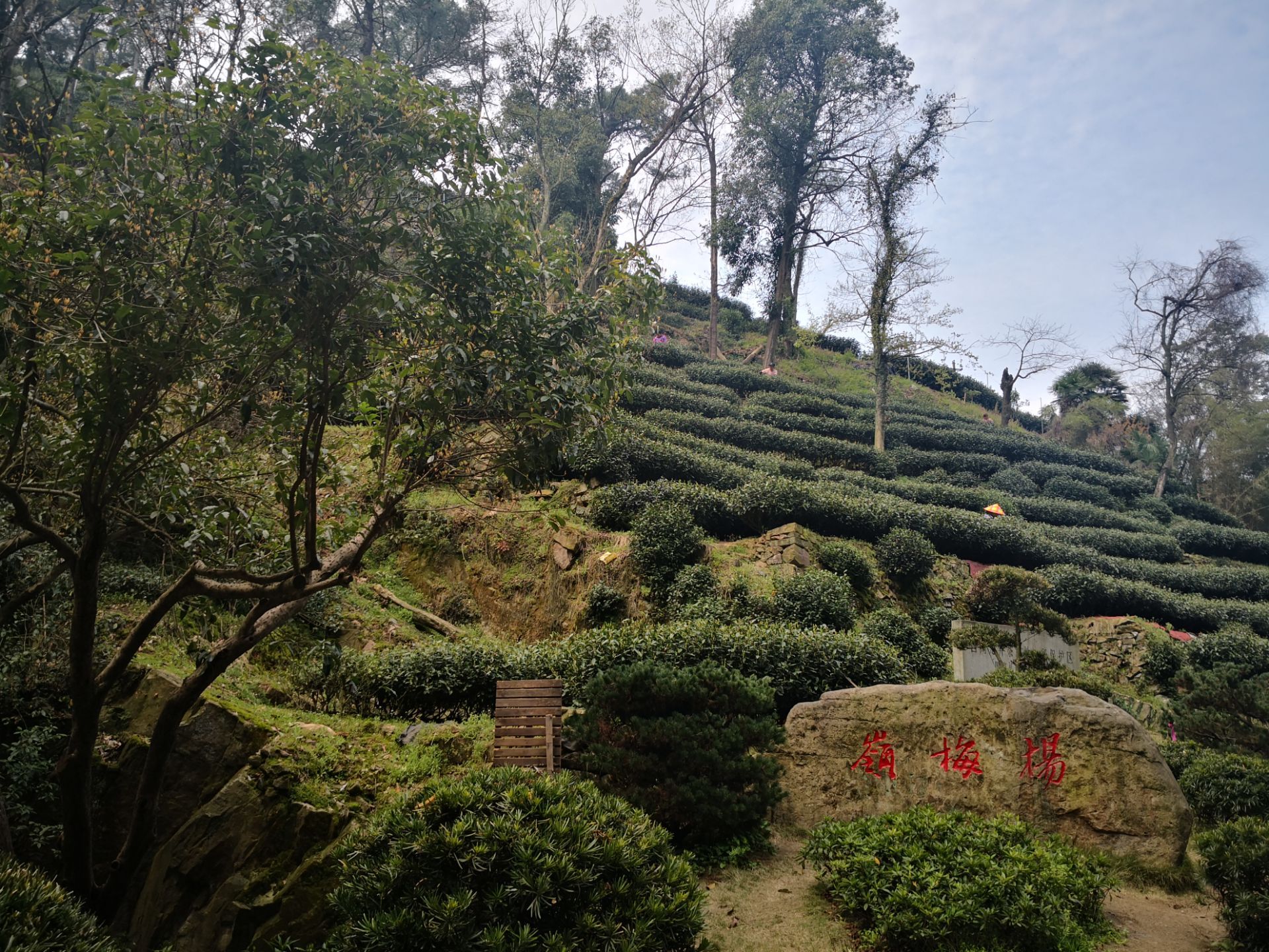 杨梅岭村现在村里都是车挺满了好多自驾车也可能是采茶季节了采茶工