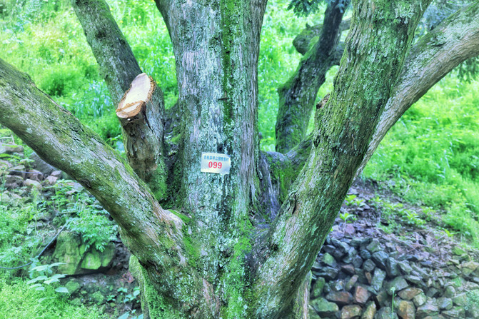 树是怎么结果的 100513000000ucqwo15C7_R_671_10000_Q90.jpg?proc=autoorient