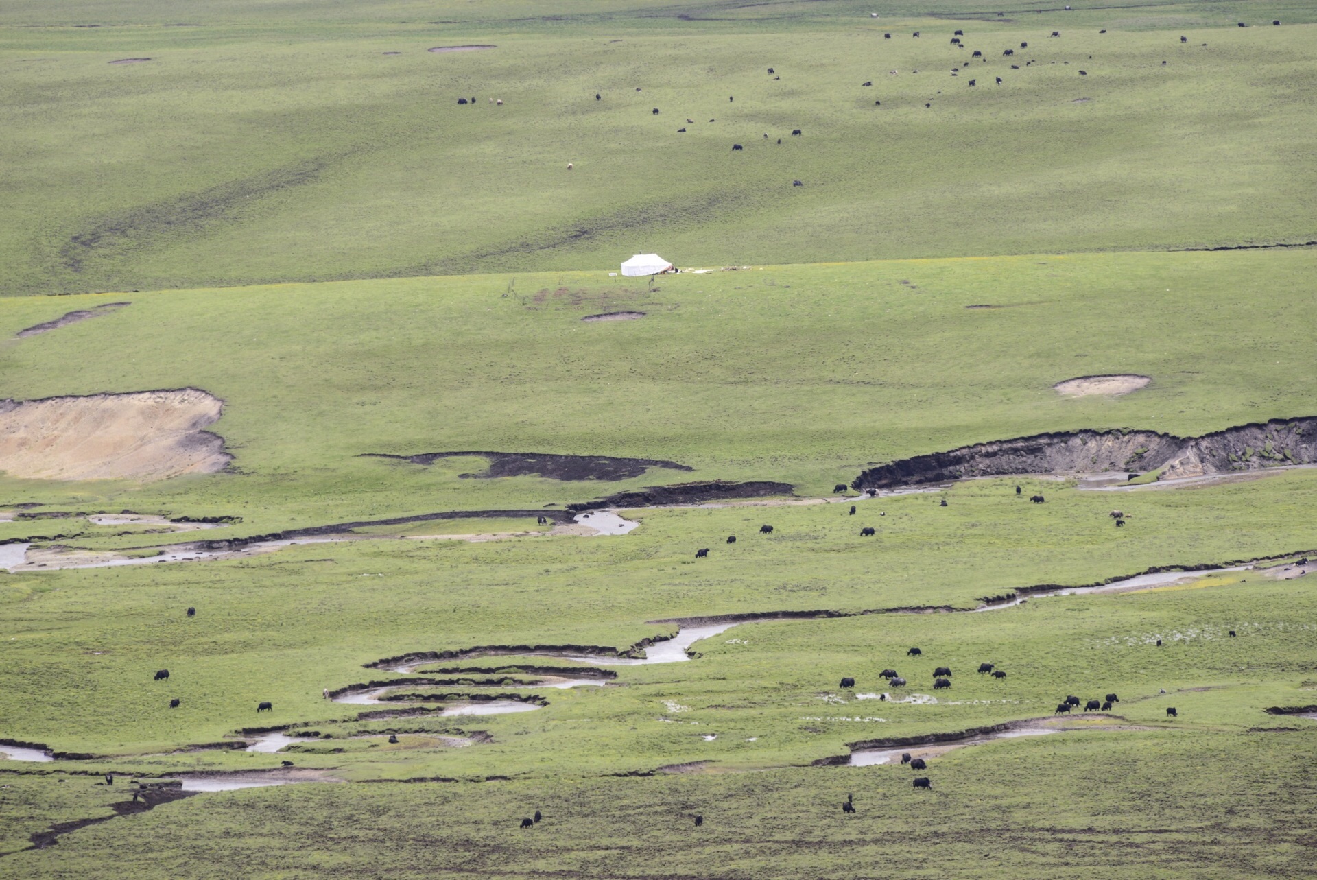 2022红原大草原游玩攻略,位于青藏高原东侧边沿的红原...【去哪儿攻略】
