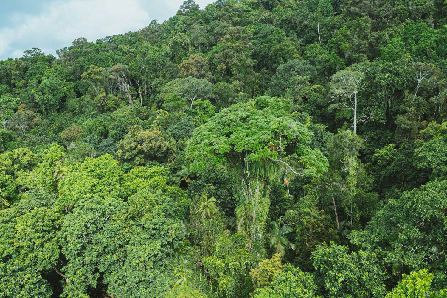 4K南美洲亚马逊丛林热带雨林原始森林高清_4096X2304_高清视频素材下载(编号:1625623)_实拍视频_VJ师网 www.vjshi.com