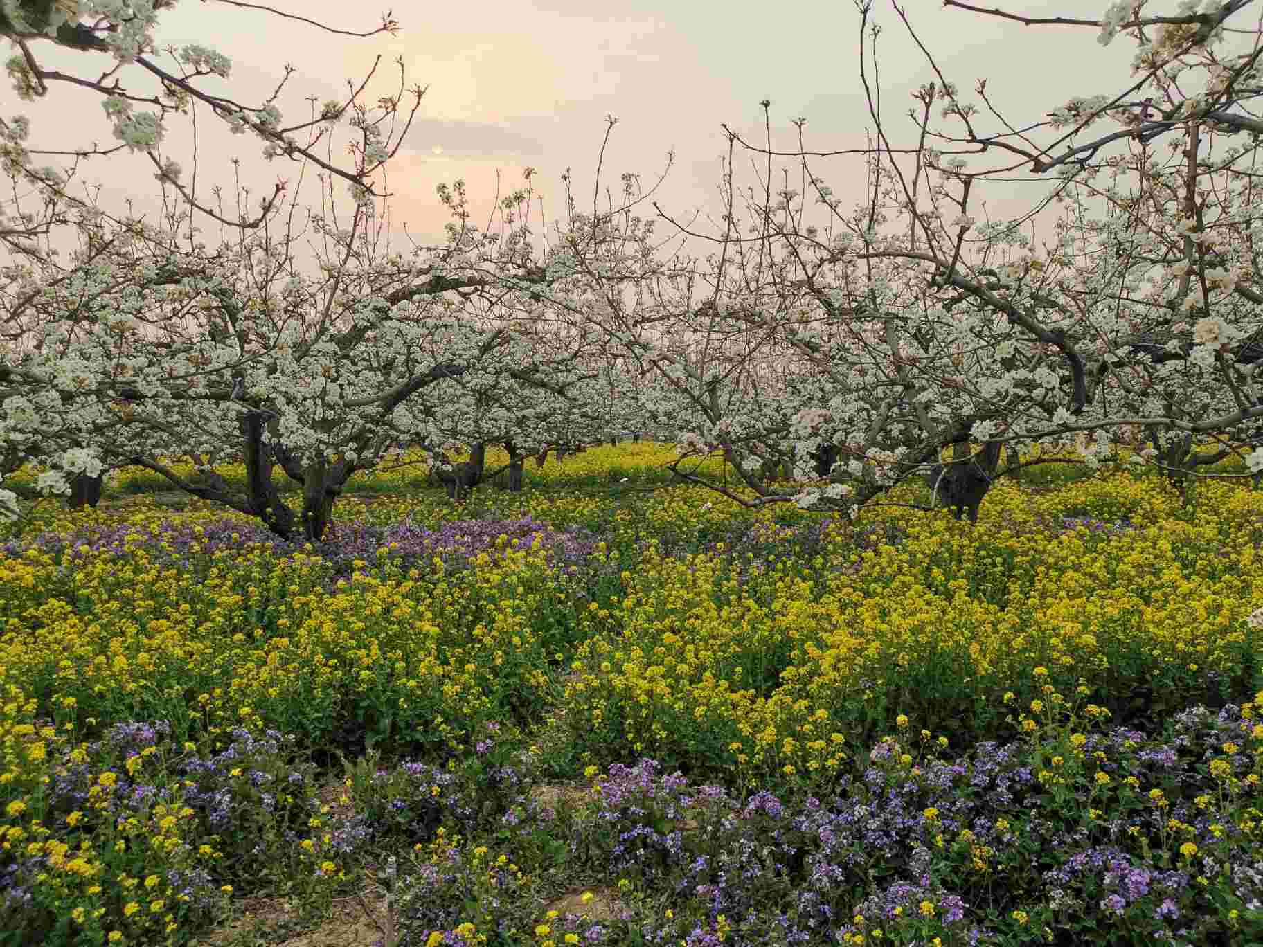 周家庄农业特色观光园