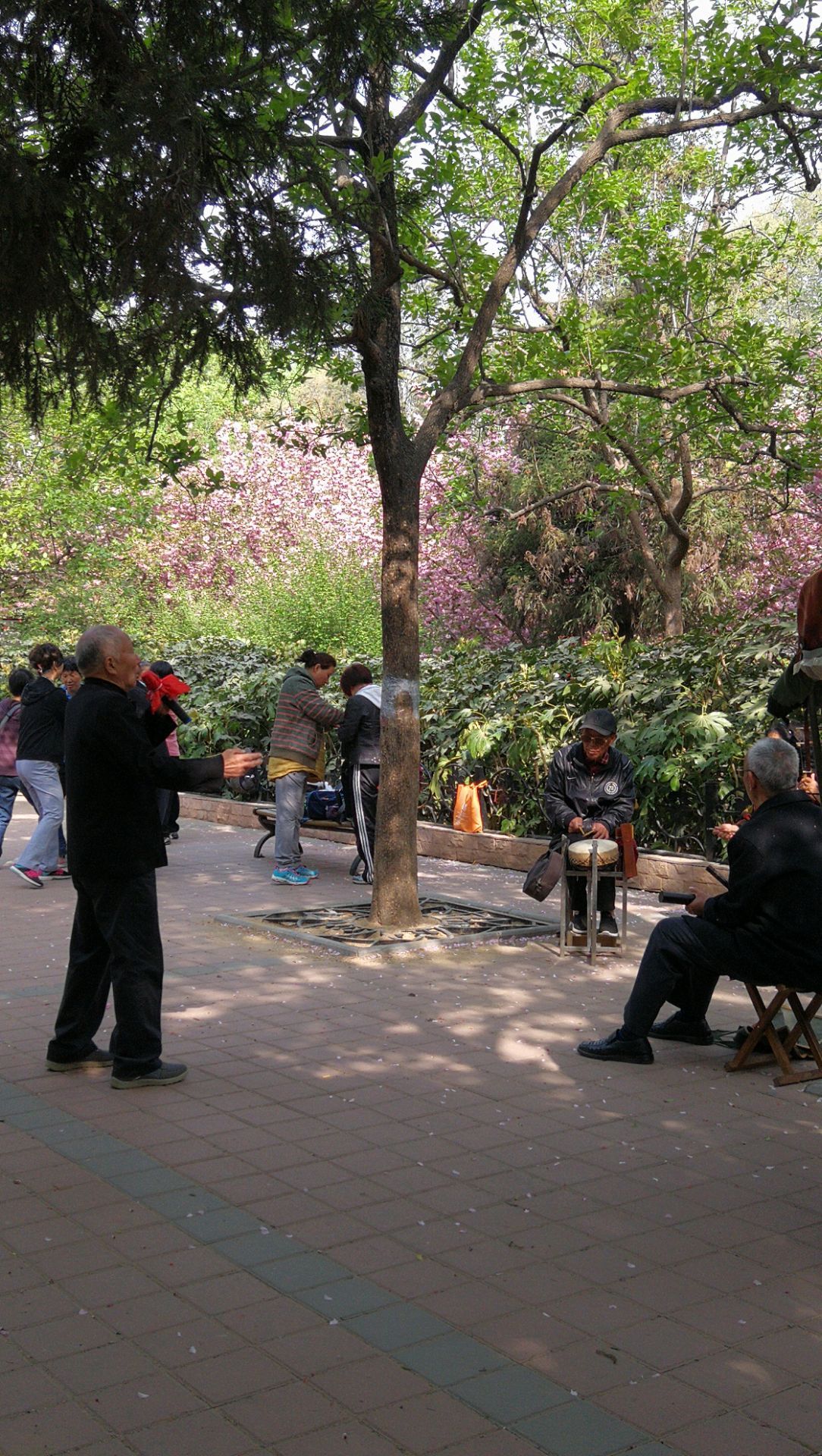 被誉为郑州最美庭院！郑州紫荆山公园的老景点成了新网红-大河新闻