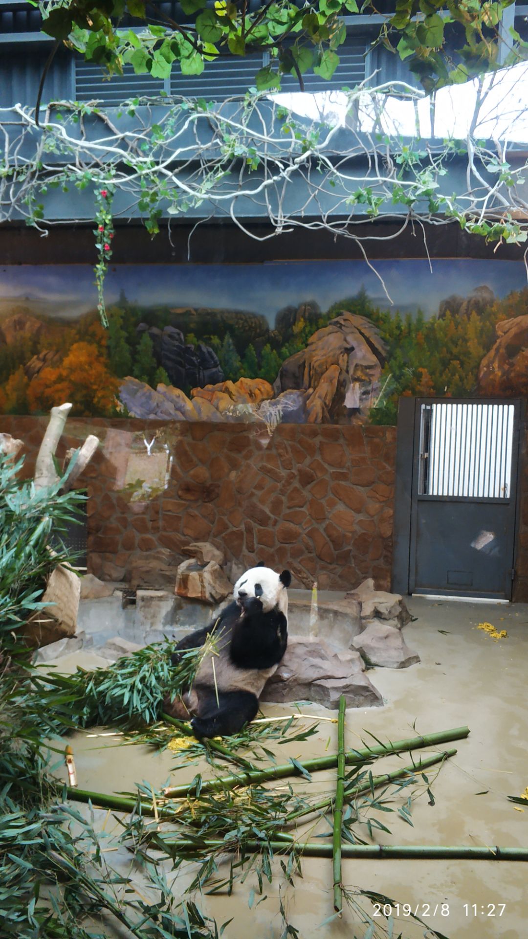 成都大熊猫繁育研究基地