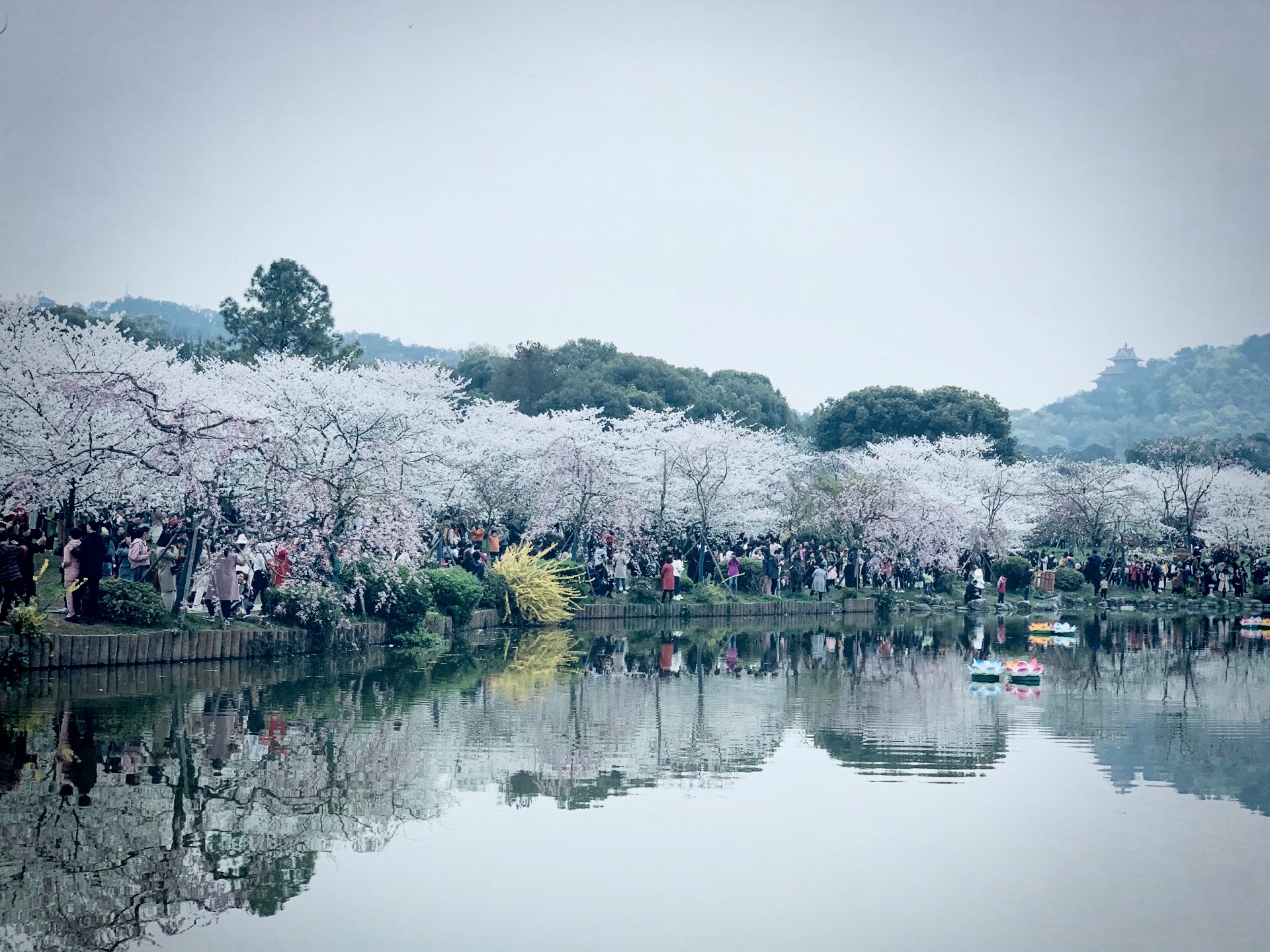 【携程攻略】武汉东湖景点,东湖是花之湖，花之海。夏天的荷花娇艳无比，姿色万千。