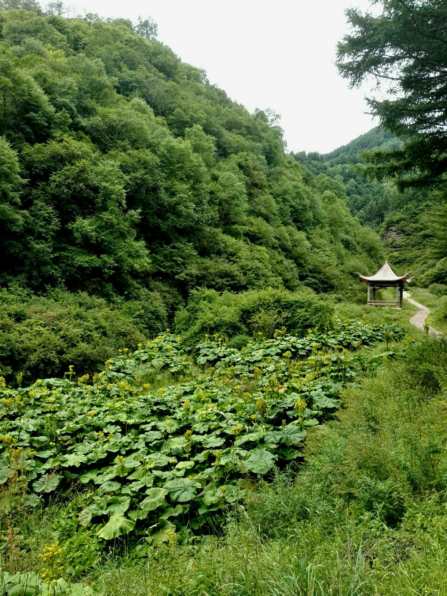 【攜程攻略】涇源野荷谷景點,涇源縣野荷穀風景區:位於寧夏回族自治區