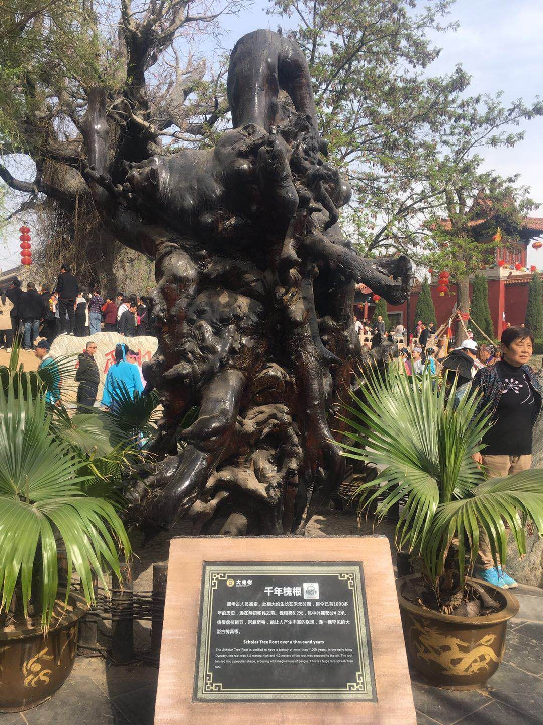 在邯郸最美的季节 瞻仰天下第一槐 -固新古槐公园-东北门游记