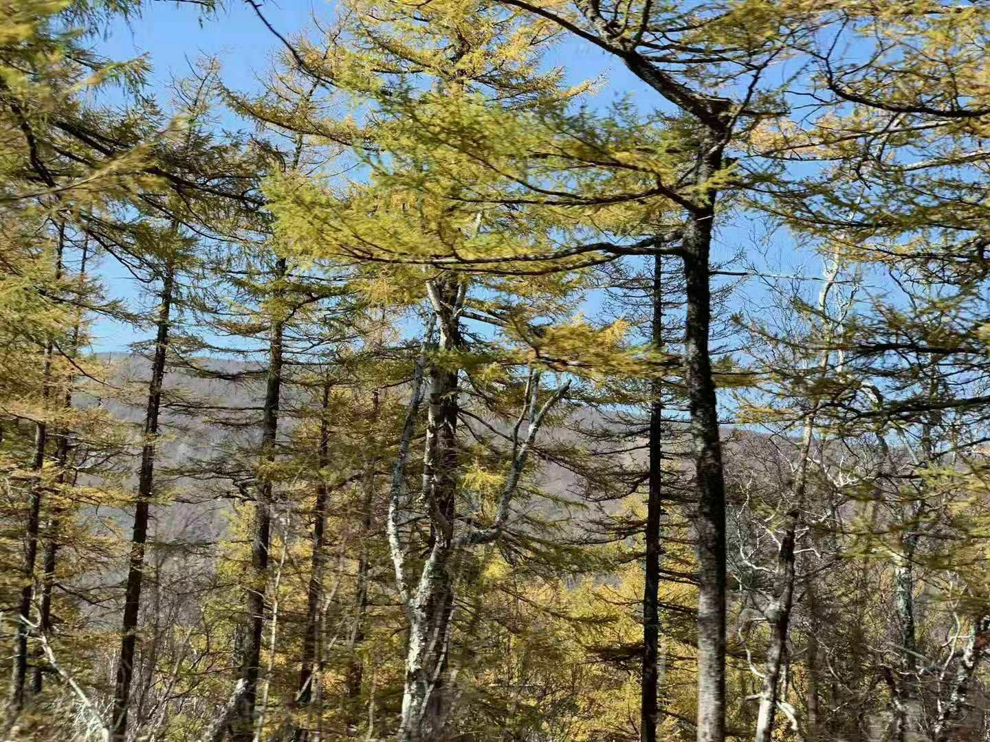 【风光摄影】吉林长白山国家级自然保护区-森林旅游处-森林旅游
