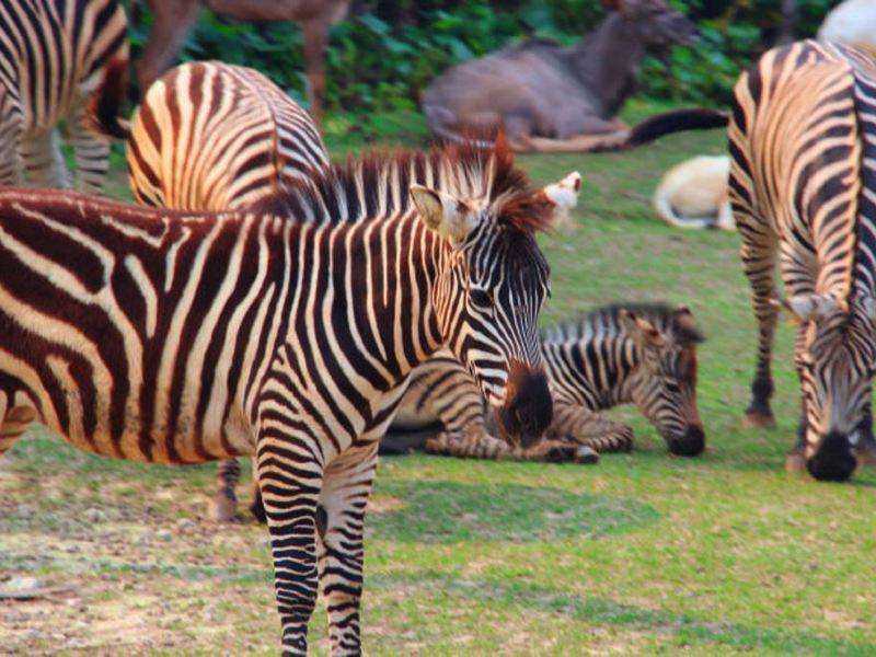 仁川仁川蝴蝶公园攻略-仁川蝴蝶公园门票价格多少钱-团购票价预定优惠