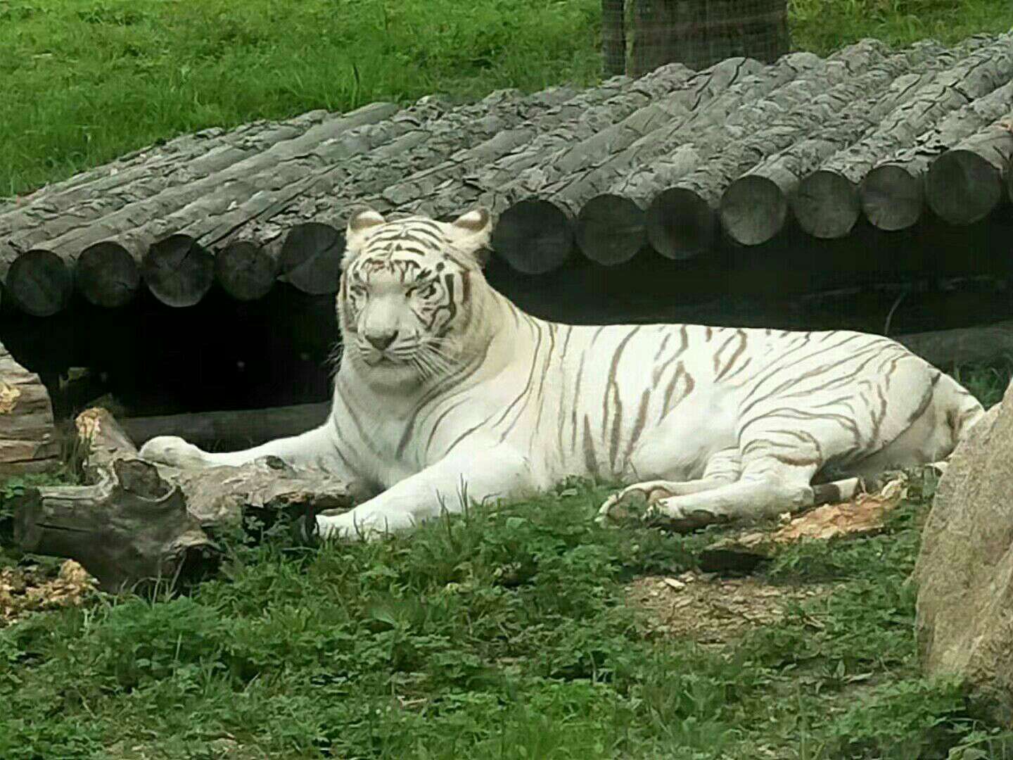 齊齊哈爾龍沙動植物園好玩嗎,齊齊哈爾龍沙動植物園景點怎麼樣_點評