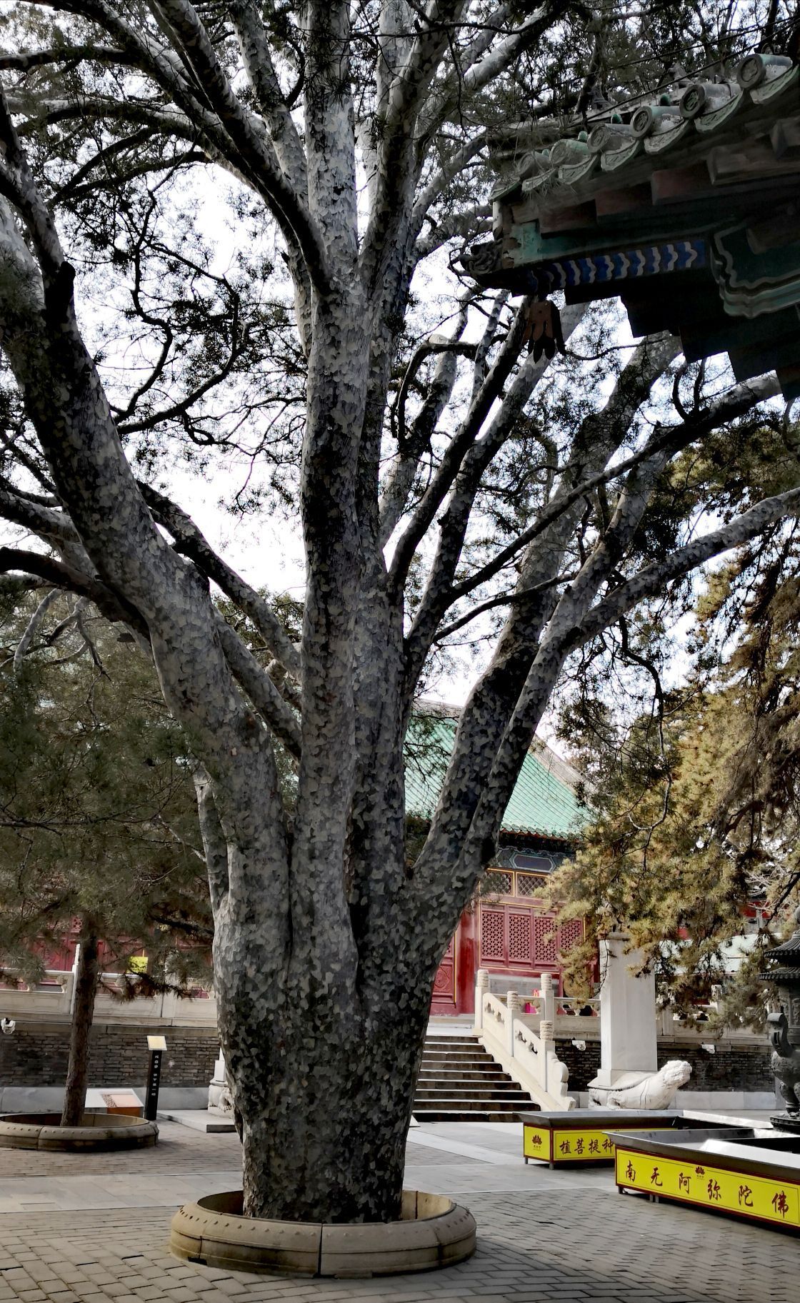 千年历史的古寺,寺内众多的古树姿态优美,非常值得一看,其中的帝王松