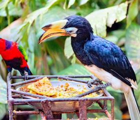 峇裡島鳥園