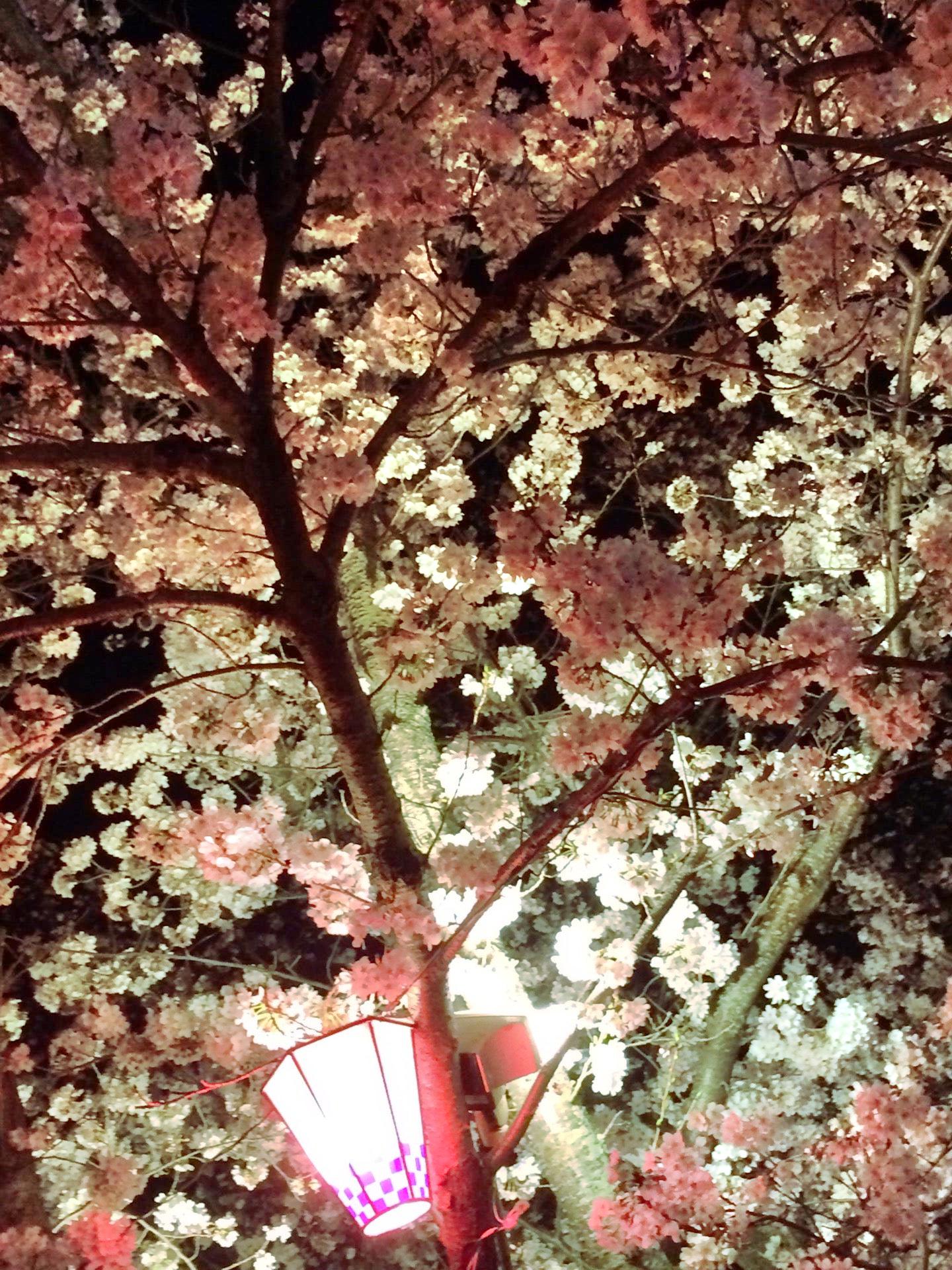 早岛町早島公園攻略 早島公園门票价格多少钱 团购票价预定优惠 景点地址图片 携程攻略