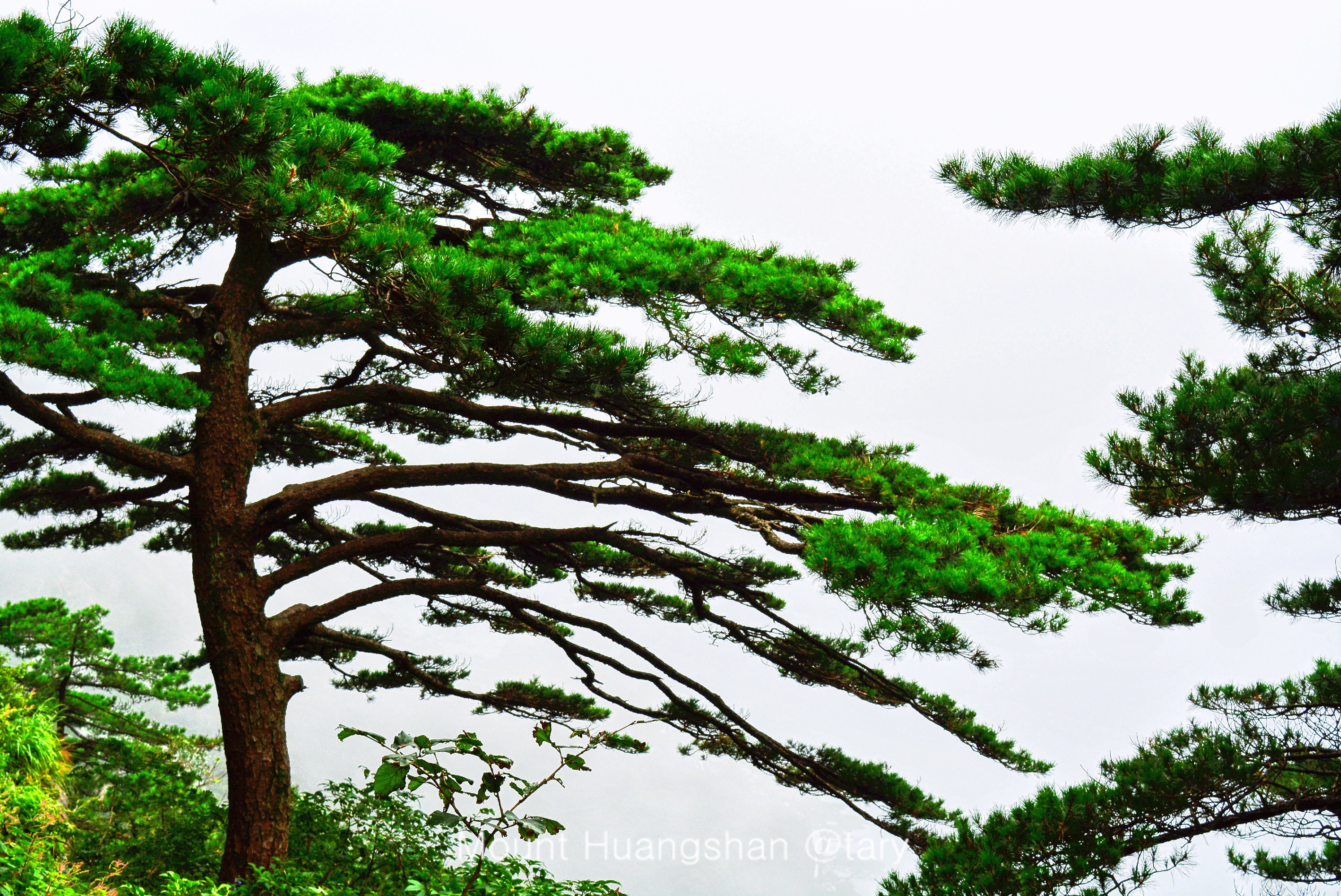 珍贵松树品种图片