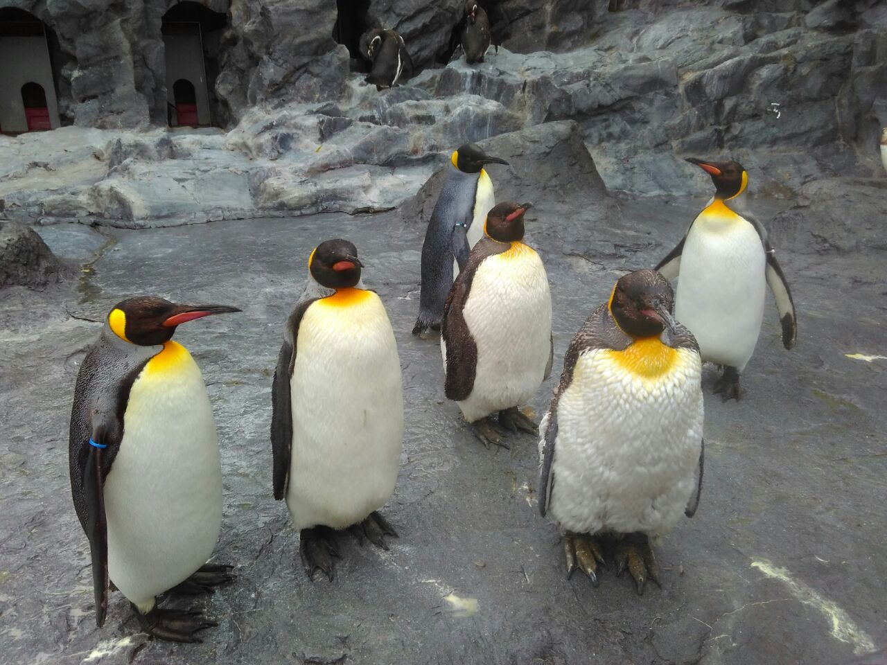 【携程攻略】旭川旭山动物园景点,旭山动物园其实不是很大,动物种类