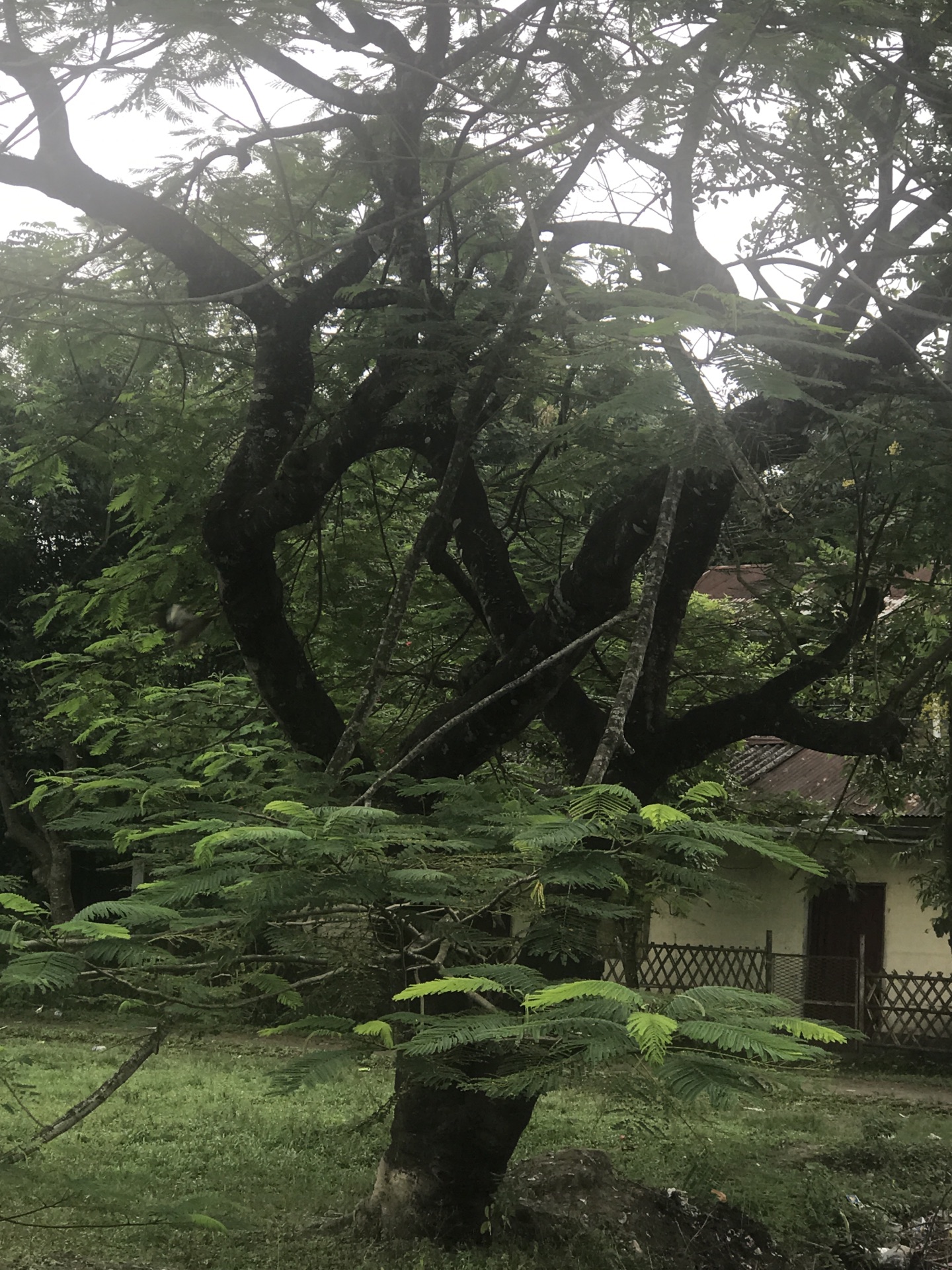 这边路边上很多树不知道叫什么树