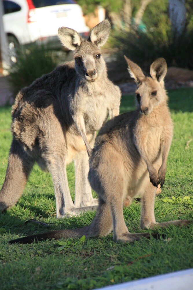 悉尼野生动物园