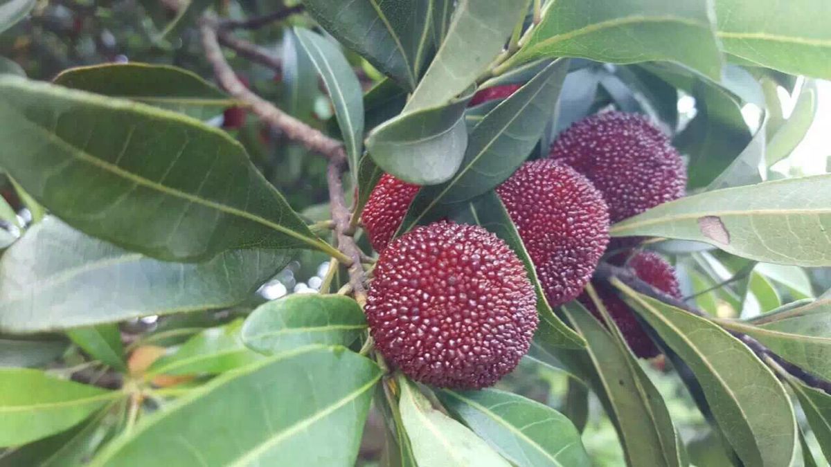 白洋双岙杨梅园